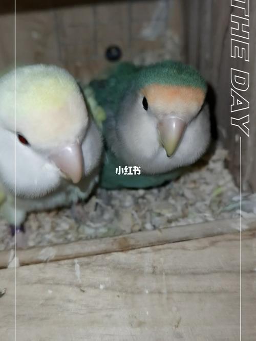 代孕牡丹鹦鹉球球_鹦鹉_牡丹_代孕_杭州自由行热门攻略_汤丽柏琦怎么