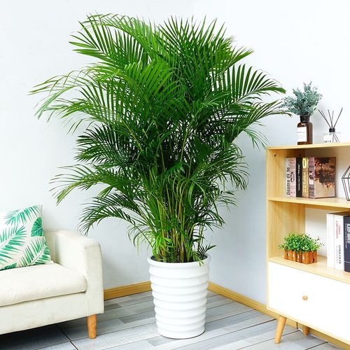 子暄散尾葵盆栽凤尾竹植物室内盆栽绿植四季常青新居乔迁公司开业送礼