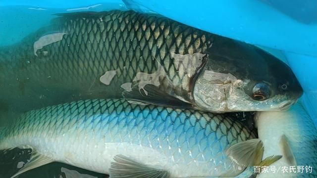 善于水面跳跃的麦鲮