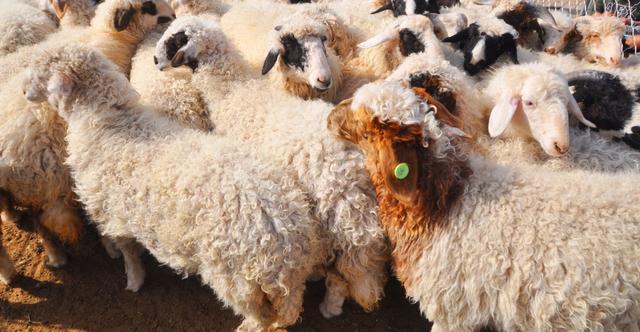 喝着沟泉水,吃着中草药,400只高端风味宁夏盐池滩羊18号线上拍卖等你