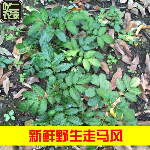 新鲜草药野生土大黄根叶金不换牛舌头牛耳大黄洋铁叶羊蹄根血三七