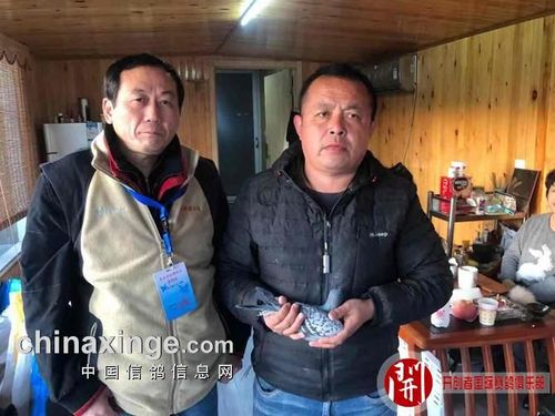 四关综合鸽王第三名:玉龙鸽业