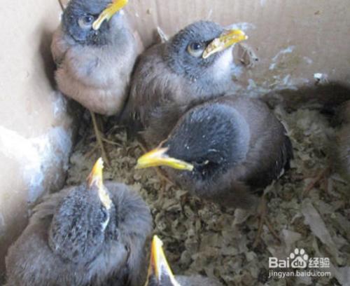 怎么挑选聪明的八哥幼鸟