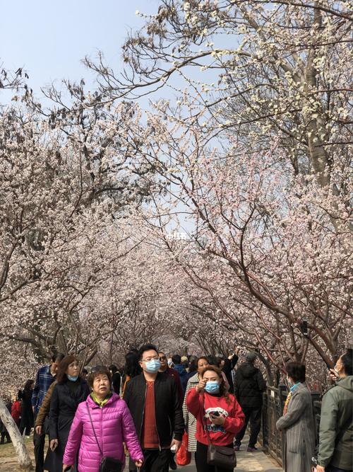 天津·桃花堤94_桃花堤公园_赏花_天津赏花_出行