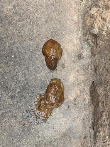 【讨论】救命狗狗突然拉稀了 会是胰腺炎吗?有屎图慎入