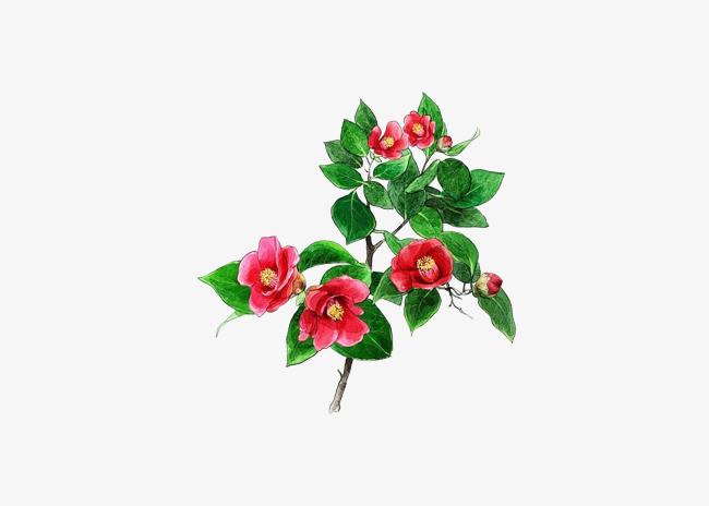 手绘红色的山茶花