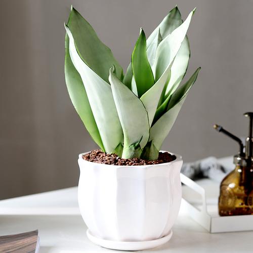 白玉虎皮兰盆栽桌面办公室绿植观叶植物室内花卉净化空气客厅好养