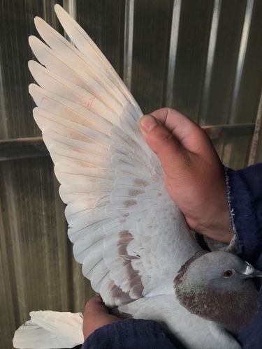 雌鸽翅膀