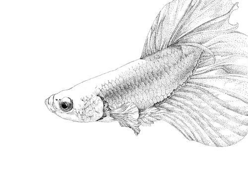 被龙鱼的简笔画