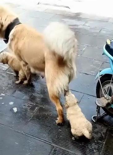 为了抢占喝奶先机,狗狗竟含奶不放任凭拖行,让人大笑!
