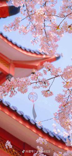来自抖音带码侵权删樱花壁纸