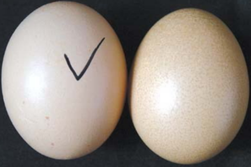 人造蛋和真正的鸡蛋怎么去区别?