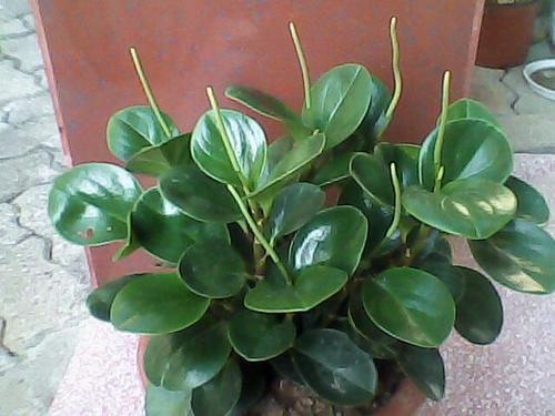 碧玉花的作用与功效 碧玉花养殖方法介绍