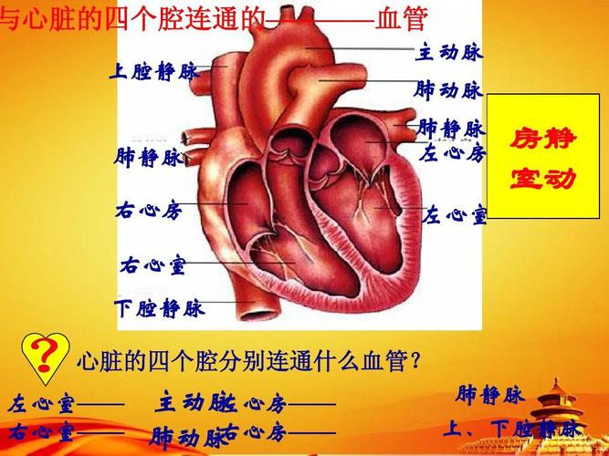 新人教版七年级生物下册:4.3《输送血液的泵-心脏》课件ppt