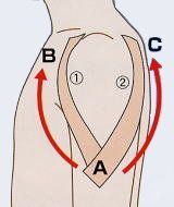 a → b                           沿著三角肌前缘环贴於肱盂关节处