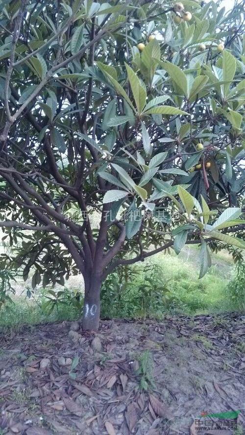 精品枇杷树图片2