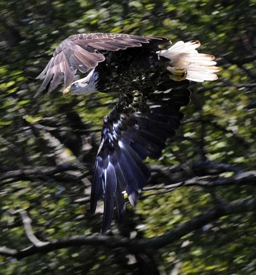 a bald eagle flies over candlewood lake thursday, july 19, 2018.