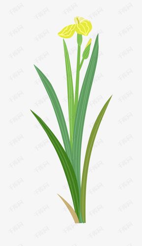 水生植物菖蒲花卉素材图片免费下载_高清psd_千库网(图片编号11056177