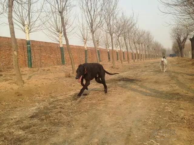 黑色碰撞格力犬