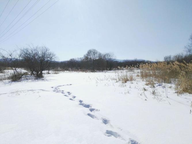 大雪印下自己的脚印