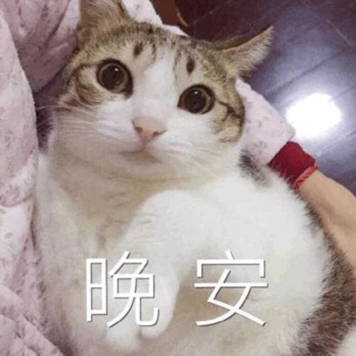 晚安- 猫咪:一起睡觉觉嘛? 67 - 发表情 - fa.