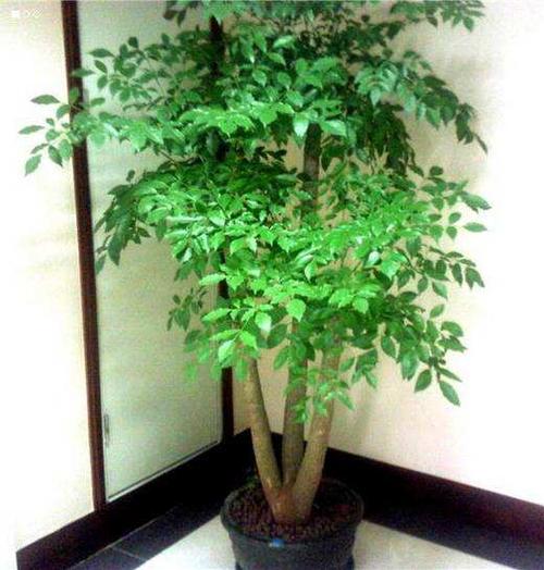 福州富贵树-绿植租赁批发-花卉批发零售-盆栽盆景采购