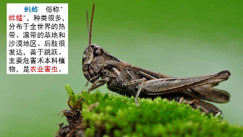 链接5:土蚂蚱
