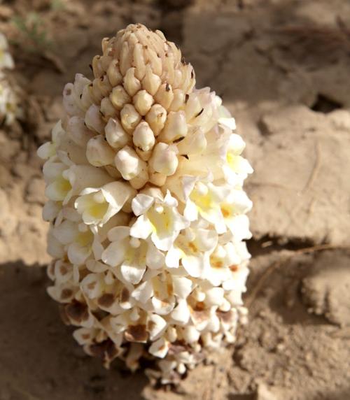 新疆肉苁蓉_管花肉苁蓉_帝辰康咖