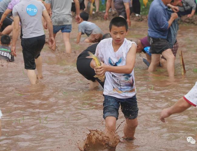 乐山这场浑水摸鱼太安逸了