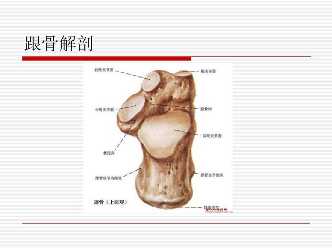 跟骨解剖