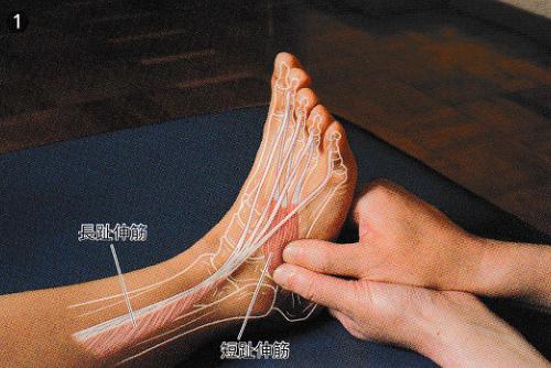 康复触诊新章节-105趾短伸肌(下)