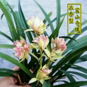 四季兰富山奇蝶名贵兰花苗建兰名品奇花浓香好养易开花自然种植苗 $
