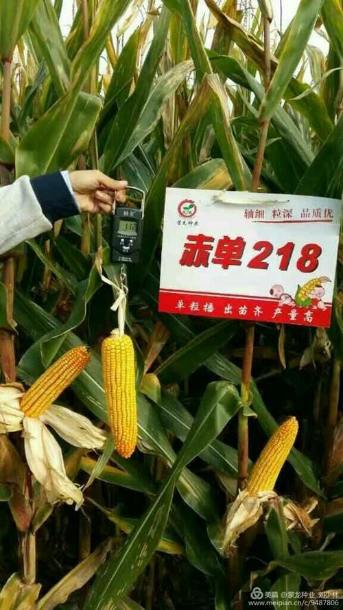 蒙龙种业优质玉米赤单218,轴细,粒深,米质佳