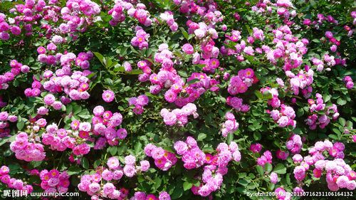 多彩蔷薇花图片 多彩蔷薇花设计素材 多彩蔷薇花图片素材下载 多彩