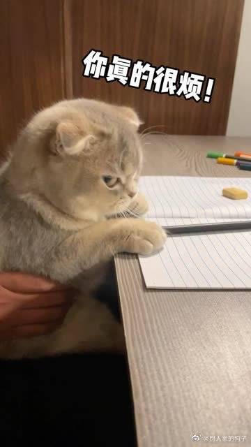 蒜头靠北啦小猫咪为什么要学1加1啦妈妈