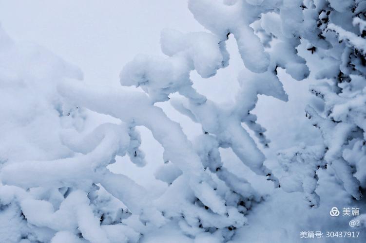 其它 下雪了 写美篇 2020年11月21日拍摄于晋城市吴王山