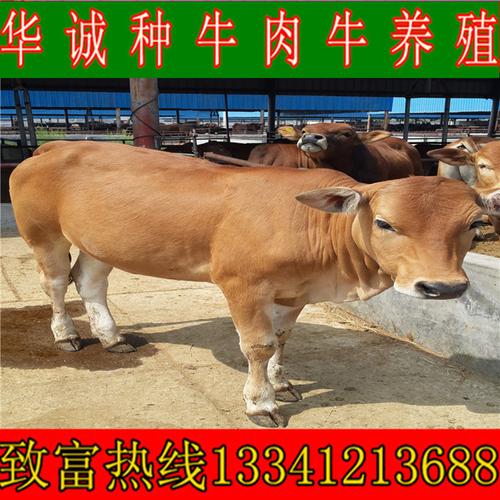 一头肉牛多少钱 小牛犊子价格 哪里卖西门塔尔牛牛犊的华诚养殖场