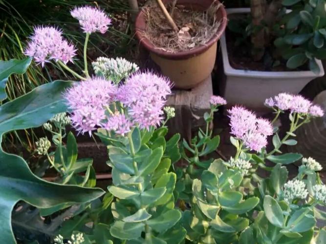 三十年相伴的蝎子草