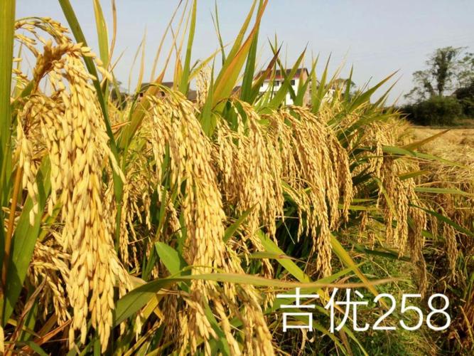 株洲攸县渌田镇的烟田晚稻田,6月28日播种,70亩连片.