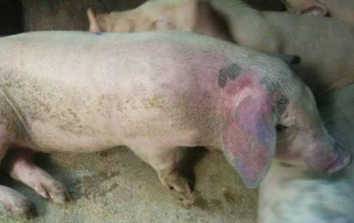 当猪瘟与其他疾病发生混合感染时,应该怎么诊断及治疗