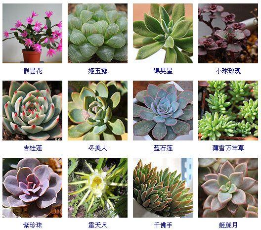 【图鉴】多肉植物的品种大全(215个品种)-17