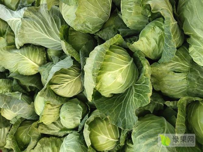 供应:河北绿甘蓝真正的宣菜品种