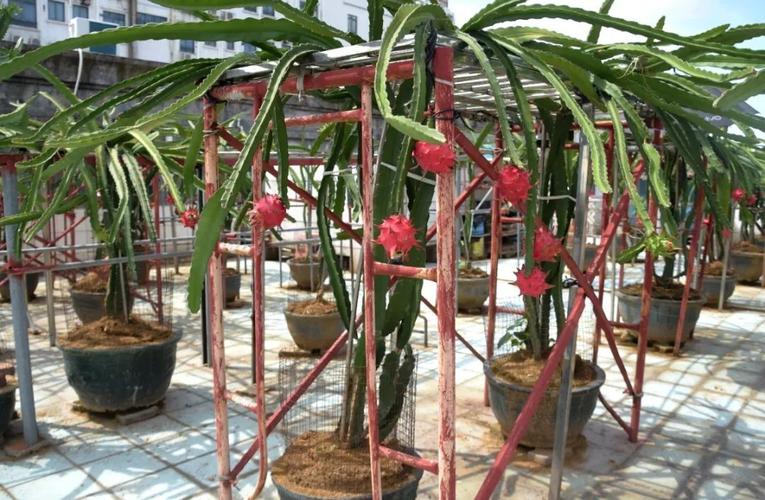 厚街大叔在阳台种火龙果,年产量飚达6000斤!