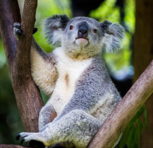 加拿大的代表动物