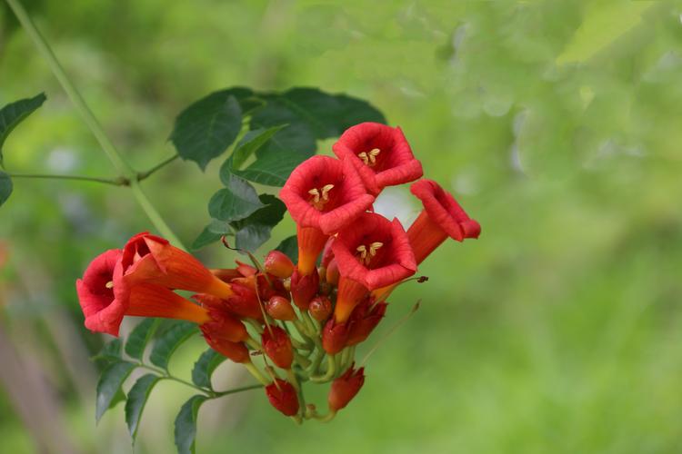 摄影||伊莎        凌霄花是紫葳科,凌霄属的植物,也可以叫做紫葳