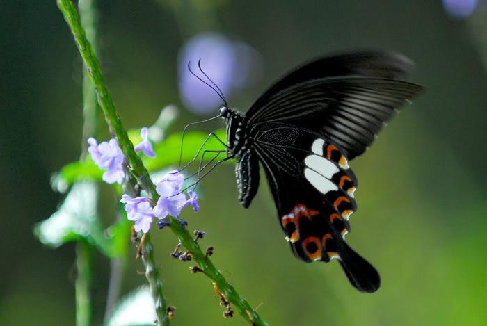玉斑凤蝶图片 玉斑凤蝶高清蝴蝶图片
