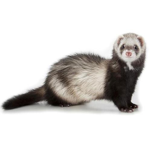 [鹰眼2366] 安格鲁雪貂保活貂宝宝天妖貂幼貂小貂 安哥鲁宠物貂活体