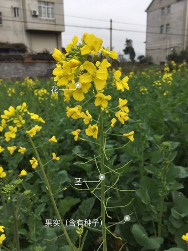 油菜花成长记—四(3)班蓝振航科学实践