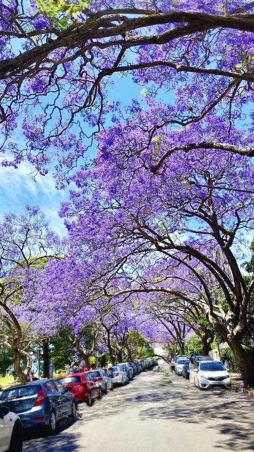 南半球的蓝花楹唯美浪漫的花雨