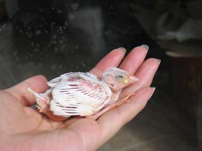 不得不收养的文鸟